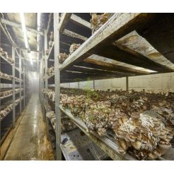 Shipping container mushroom farm