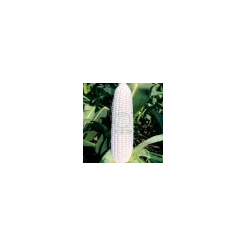 Sweet Corn Seed For Sale In Bulk